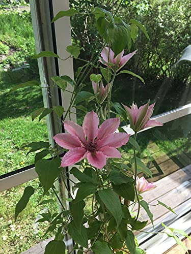 Pink Fantasy Live Plant in a 4 Inch Growers Pot Light Pink Flowering Vine D641238