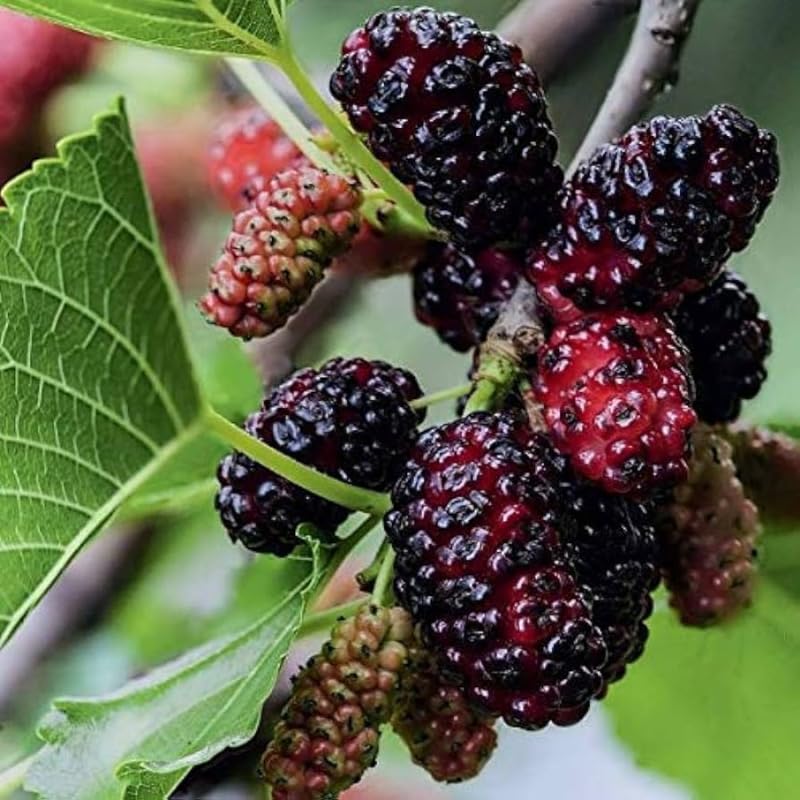 Dwarf Everbearing Mulberry Plant 5 to 8 Inch Tall Sweet Mulberry Tree Live Plant Z37688