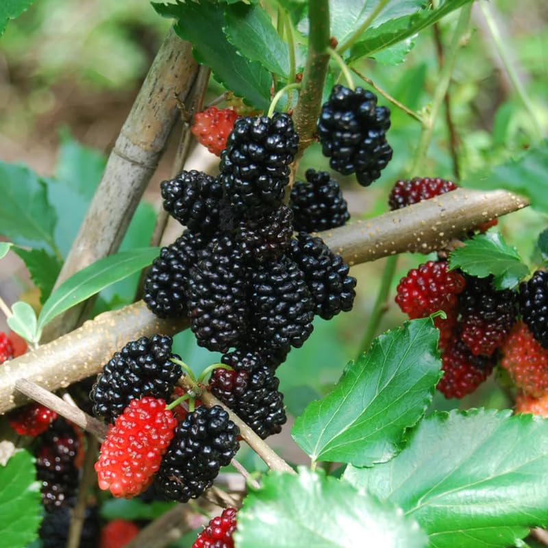 Dwarf Everbearing Mulberry Plant 5 to 8 Inch Tall Sweet Mulberry Tree Live Plant Z37688