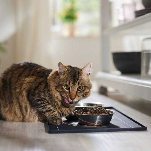 Grain Free Lamb & Blueberry Dry Cat Food H846872