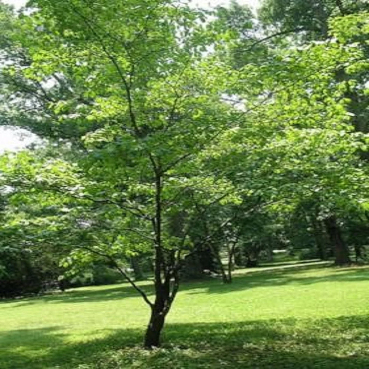 White Flowering Dogwood Tree Live Plant with Pot X647157