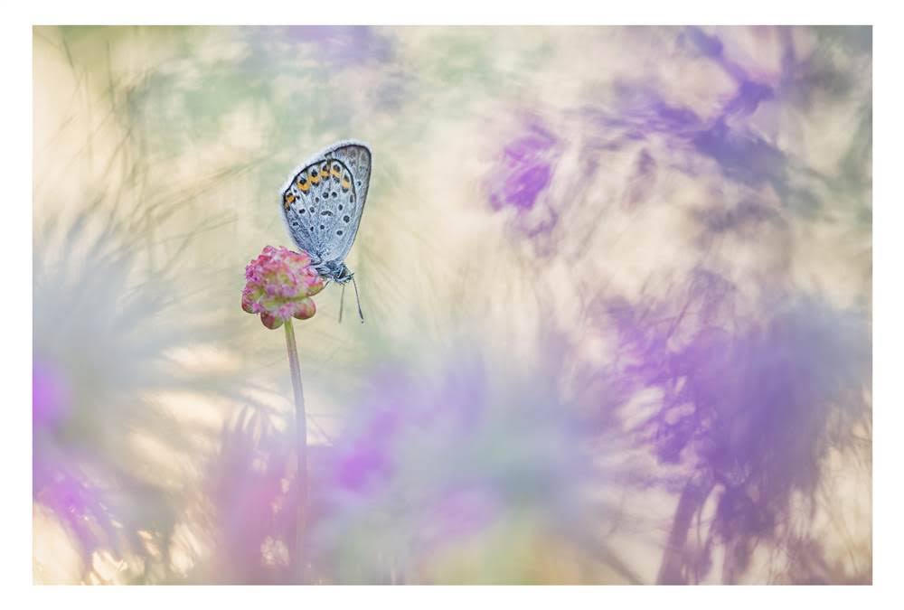 Canvas Art in Tan/White/Purple F80825