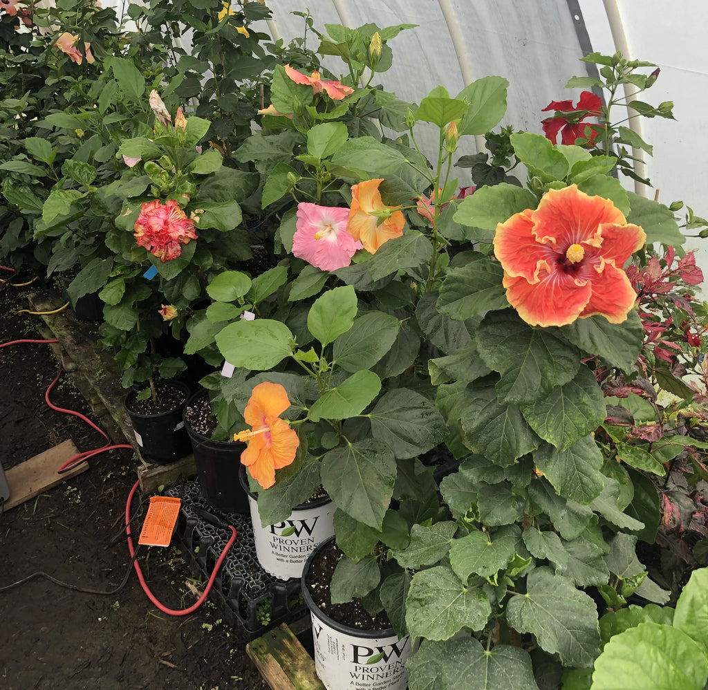 Tropical Hibiscus Plant in 4" pot T52697