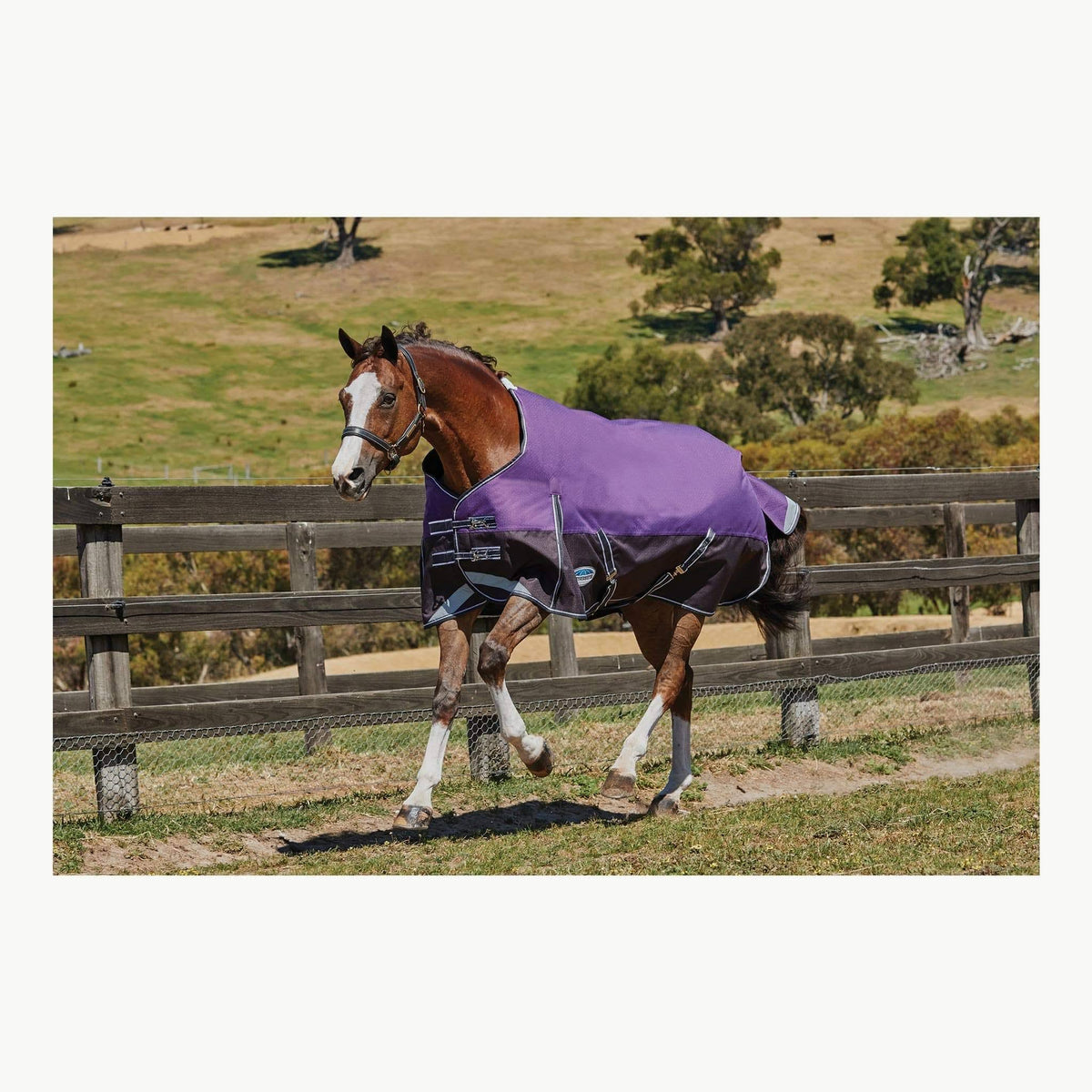 Purple Medium Lite Standard Neck Horse Blanket L38910
