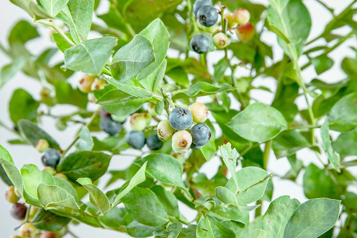 3 Gal Powder Blue Blueberry C8045