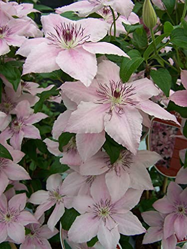 Pink Fantasy Live Plant in a 4 Inch Growers Pot Light Pink Flowering Vine D641238