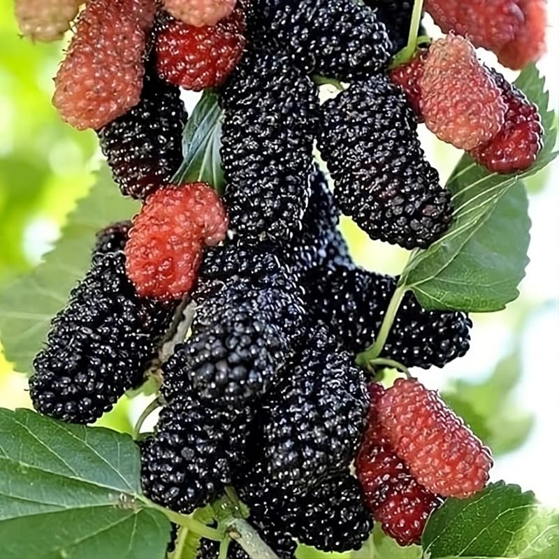 Dwarf Everbearing Mulberry Plant 5 to 8 Inch Tall Sweet Mulberry Tree Live Plant Z37688