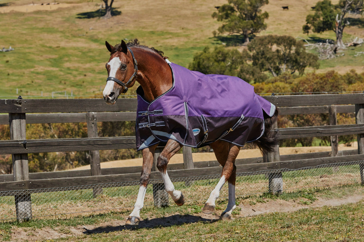 Purple Medium Lite Standard Neck Horse Blanket L38910