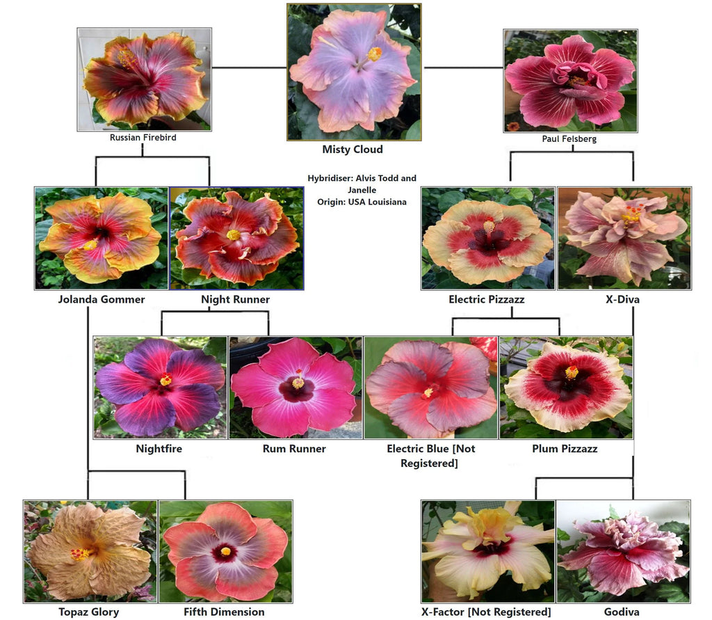 Tropical Hibiscus Plant in 4" pot T52697