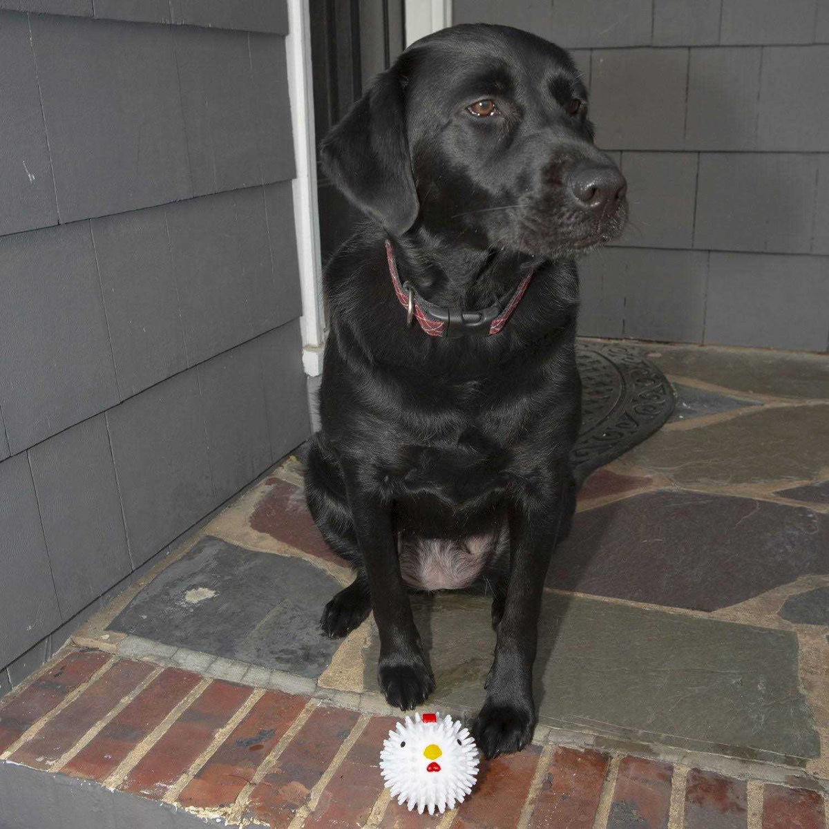 Chicken Dog Ball P684