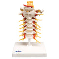 Cervical Spinal Column Anatomical Model P8433