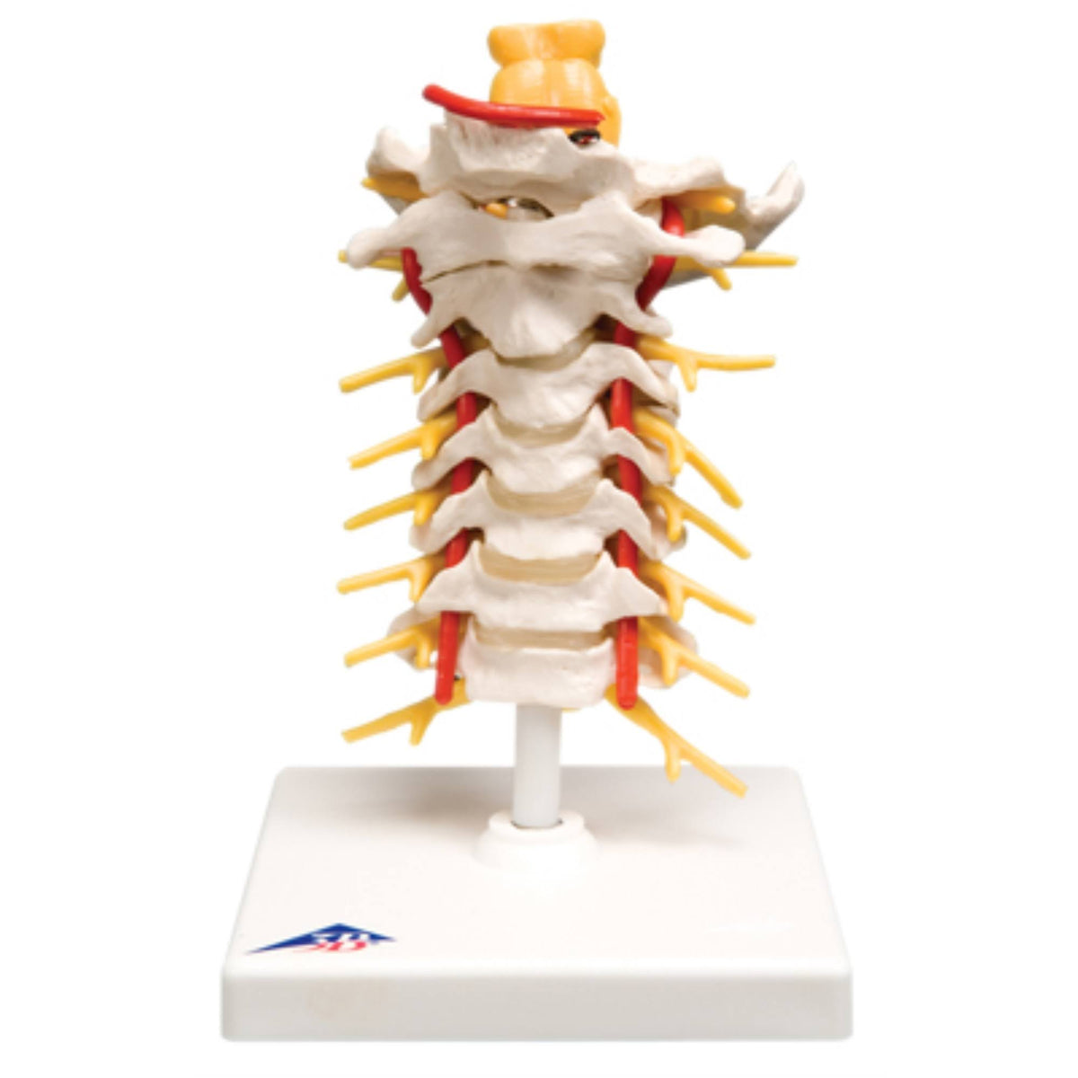 Cervical Spinal Column Anatomical Model P8433