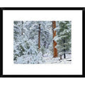 Framed Photographic Print L458523