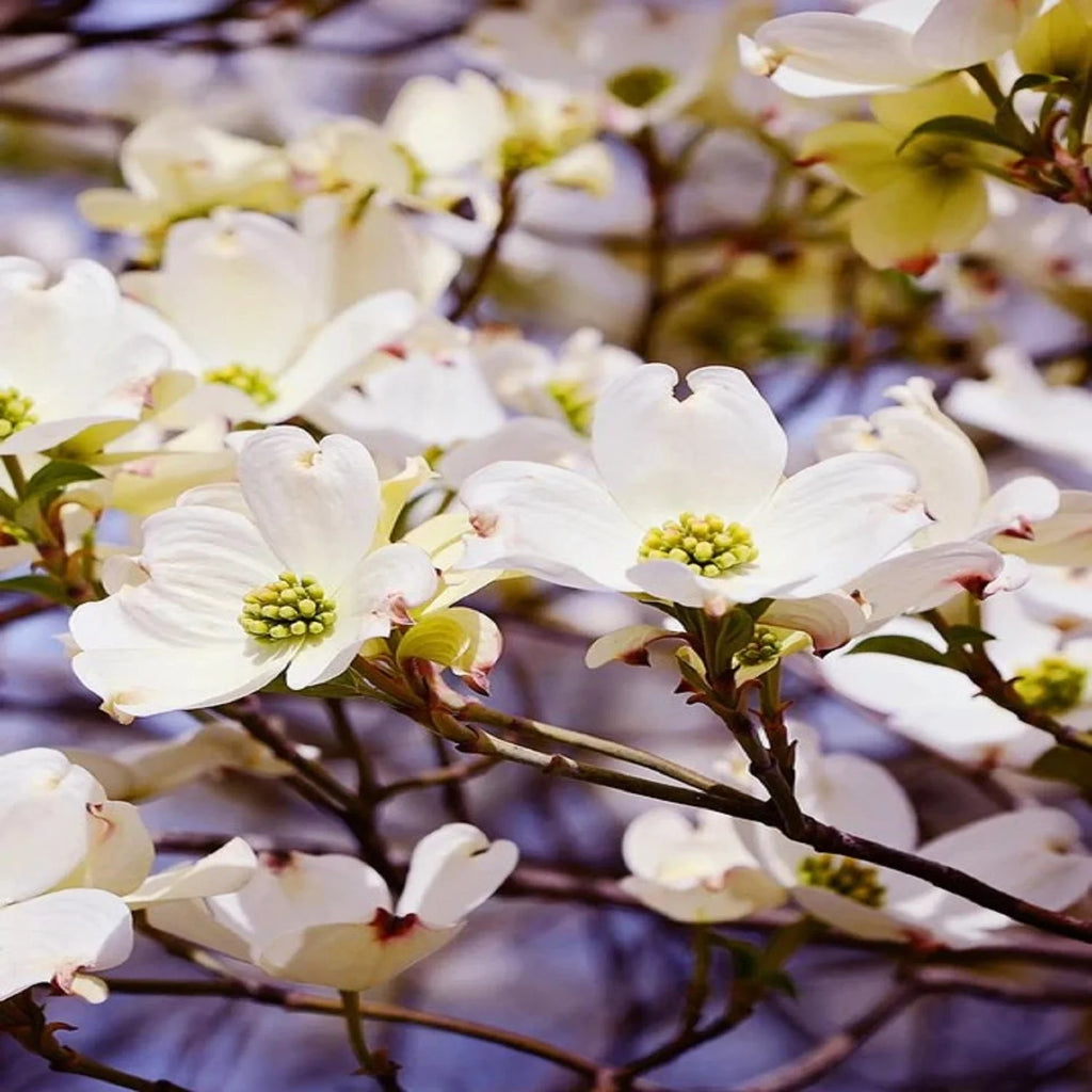 White Flowering Dogwood Tree Live Plant with Pot X647157