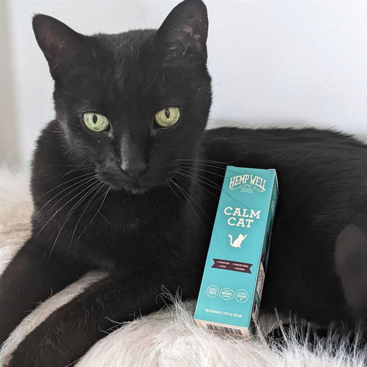 Calm Cat X87272