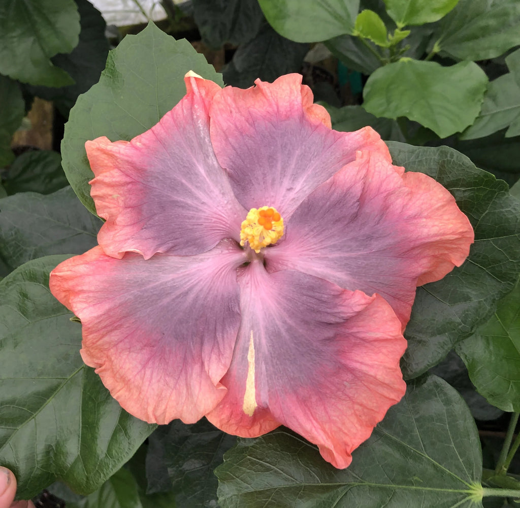 Tropical Hibiscus Plant in 4" pot T52697