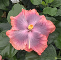 Tropical Hibiscus Plant in 4" pot T52697