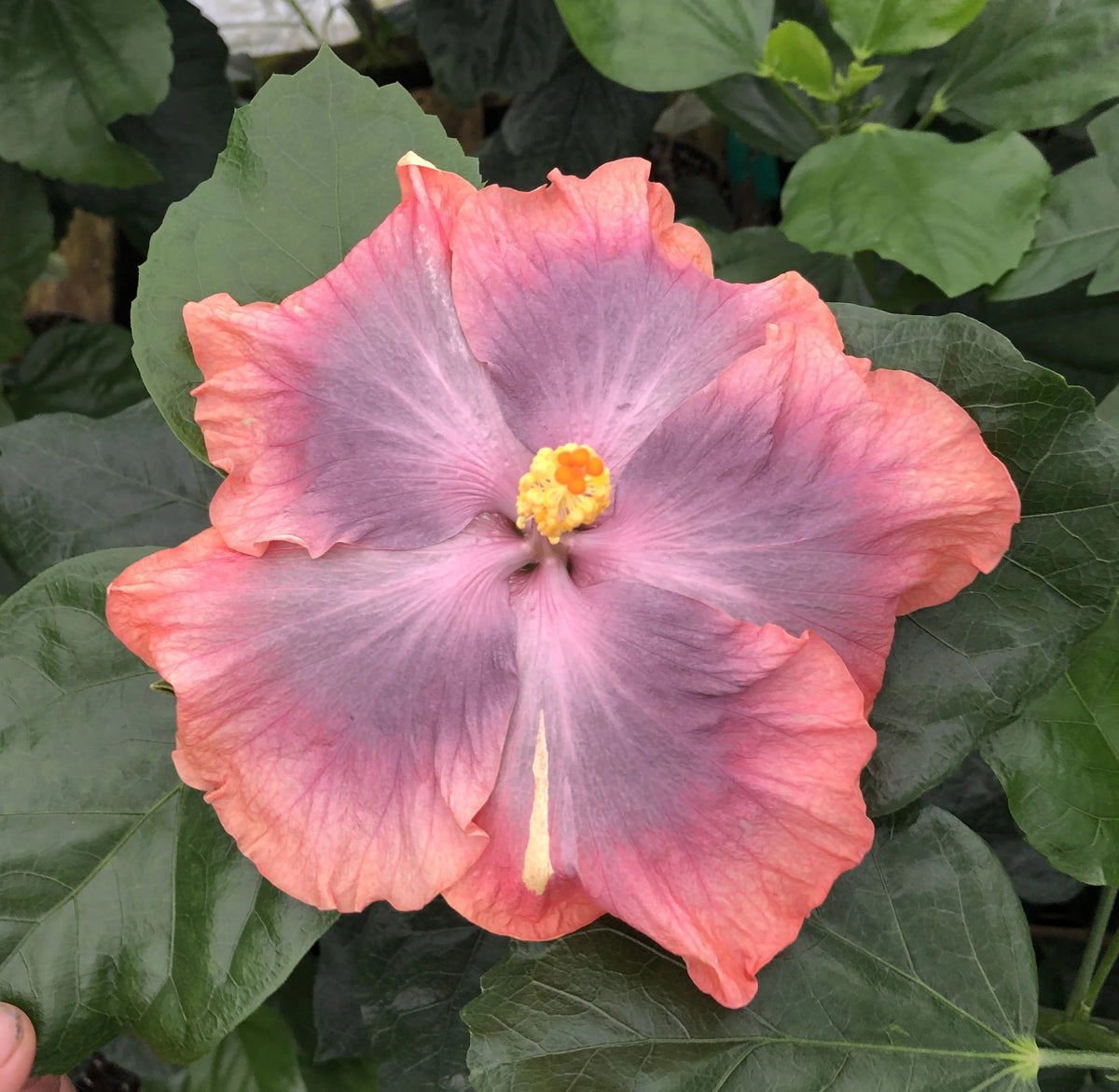 Tropical Hibiscus Plant in 4" pot T52697