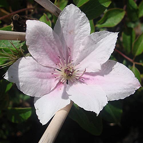 Pink Fantasy Live Plant in a 4 Inch Growers Pot Light Pink Flowering Vine D641238