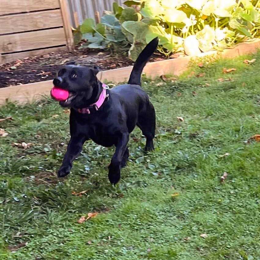 Squeak Toy Ball D68815