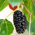 Dwarf Everbearing Mulberry Plant 5 to 8 Inch Tall Sweet Mulberry Tree Live Plant Z37688