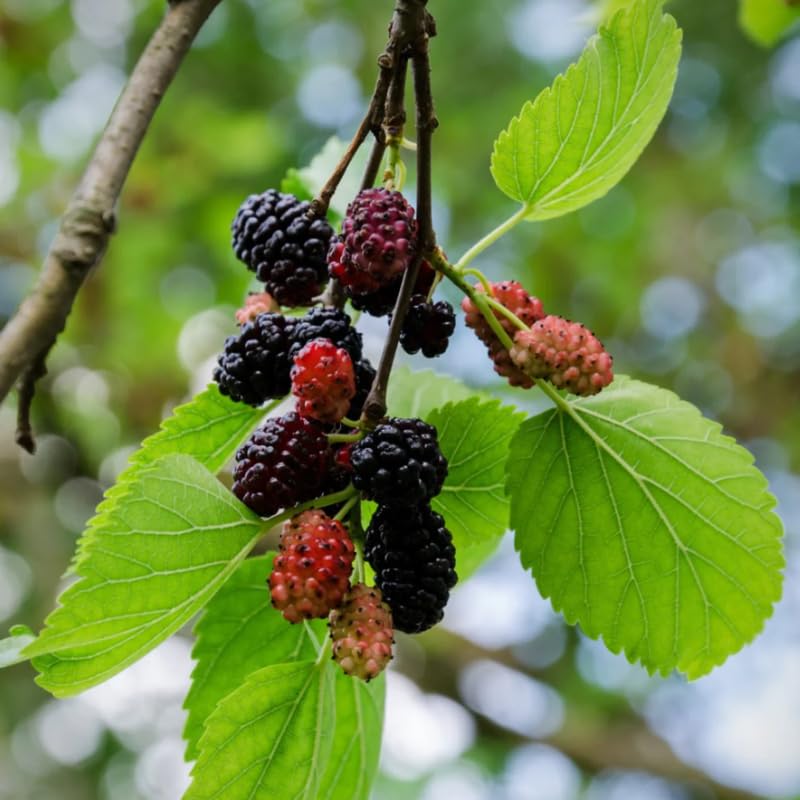 Dwarf Everbearing Mulberry Plant 5 to 8 Inch Tall Sweet Mulberry Tree Live Plant Z37688