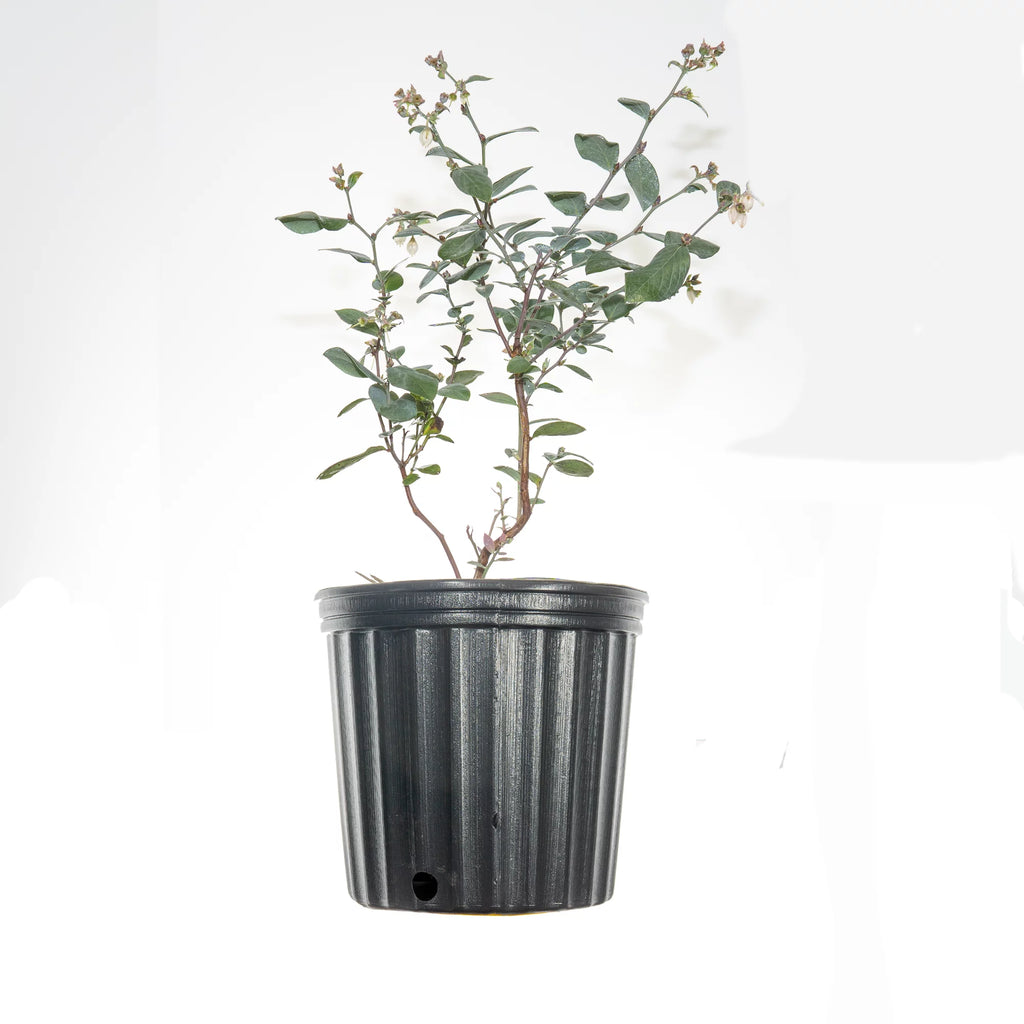 3 Gal Powder Blue Blueberry C8045