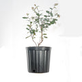 3 Gal Powder Blue Blueberry C8045