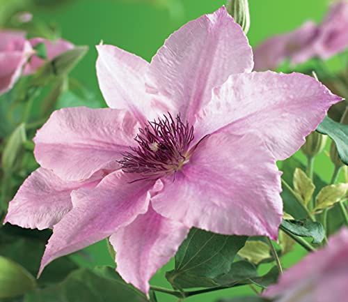 Pink Fantasy Live Plant in a 4 Inch Growers Pot Light Pink Flowering Vine D641238