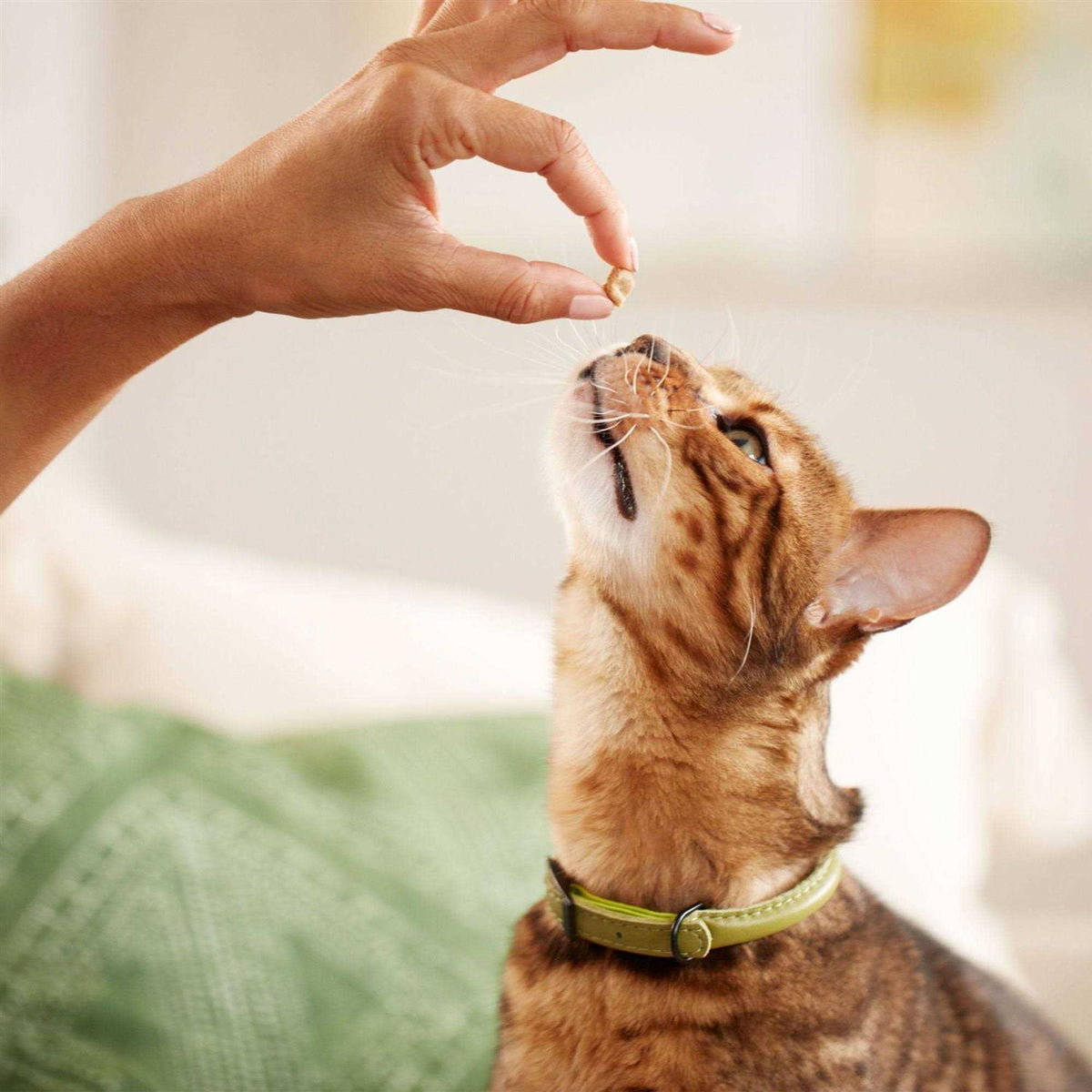 Salmon Soft Spots Cat Treats E654282