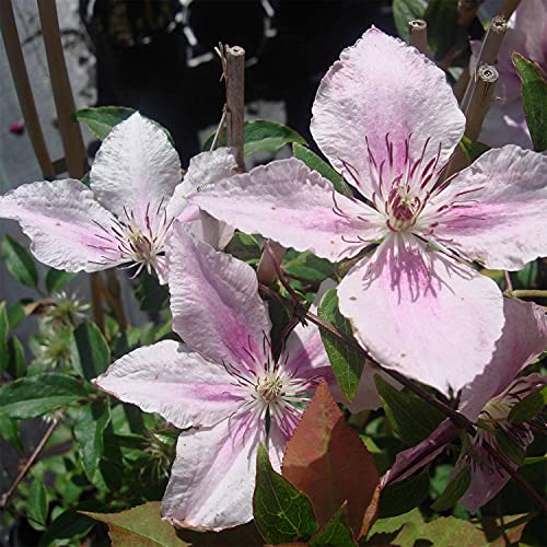 Pink Fantasy Live Plant in a 4 Inch Growers Pot Light Pink Flowering Vine D641238