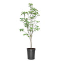 White Flowering Dogwood Tree Live Plant with Pot X647157