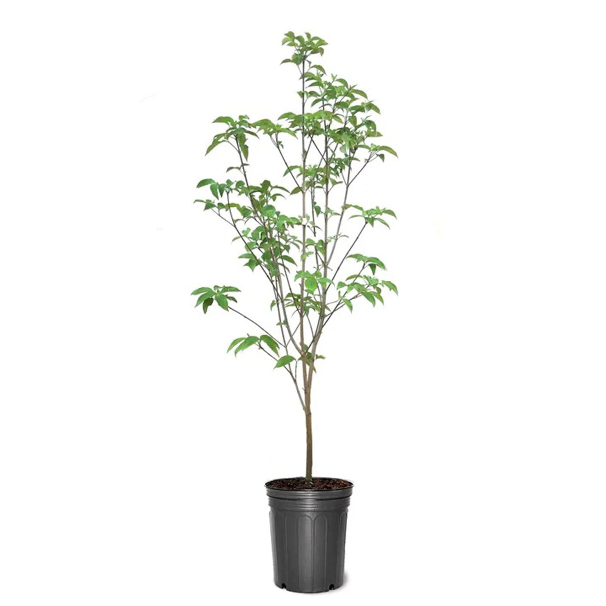 White Flowering Dogwood Tree Live Plant with Pot X647157