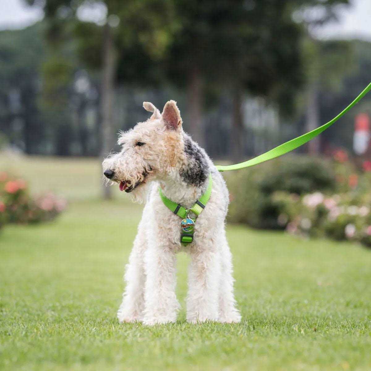 Enamel Pet ID Tag M5565