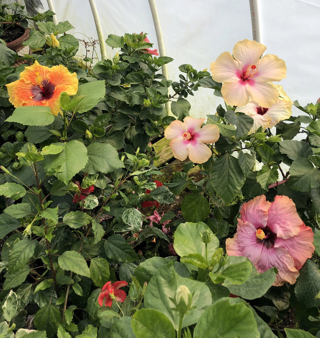 Tropical Hibiscus Plant in 4" pot T52697