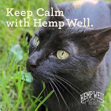 Calm Cat X87272
