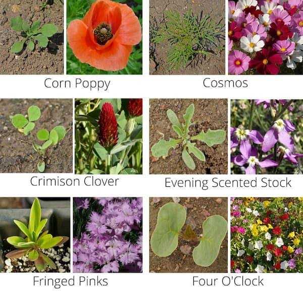 Wildflower Mix S101740